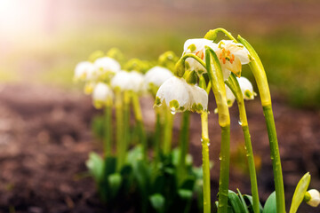 White snowdrops with raindrops in the forest in spring on a blurred background