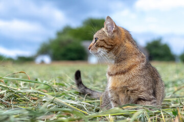 A brown tabby cat sits in the garden on the mowed grass