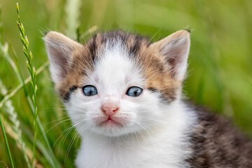 Little white spotted kitten in the garden among the green grass