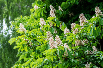 Chestnut with white flowers in sunny weather. Chestnut blossoms