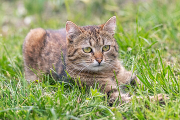 A tabby cat lies in the garden in the green grass