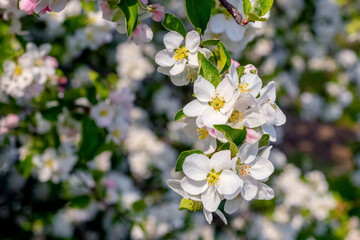 Branch of apple trees with white flowers in the spring garden. Flowering apples