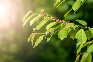 A branch of a tree with green leaves in the forest on a blurred background. Summer background
