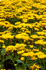 Blooming chrysanthemums planted in the garden