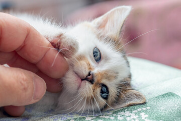 A man caresses a small kitten with his hand