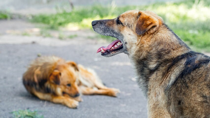 Two dogs in the garden on an alley in hot weather, a dog with its mouth open, a dog lying on an alley
