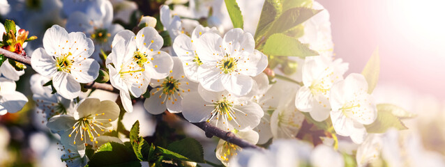 Cherry branch with white flowers on a sunny day