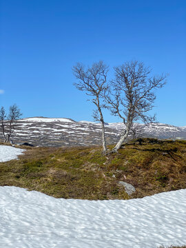 Sparse vegetation on the Sysendammen in Norway