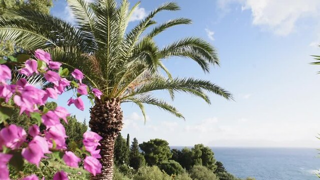 Spring tropical landscape with bougainvillea, palm tree and sea at background, summer holiday and travel concept