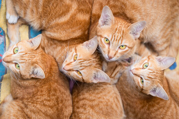 Group of four cute cat orange or ginger yellow on the cotton and looks at people with curiosity based on the kitten's habit. Top view house pets animal concept.