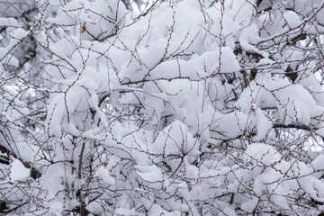 Winter background, tree branches covered with snow.