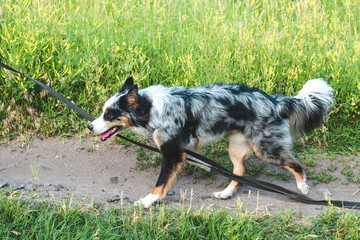 A dog of the Australian Shepherd breed with brown eyes on a walk, close-up.