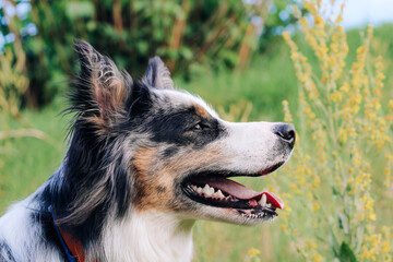 A dog of the Australian Shepherd breed with brown eyes on a walk, close-up.