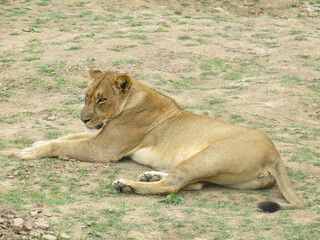 Fototapeta na wymiar Lioness lying in dry grass in South Luangwa National Park, Zambia