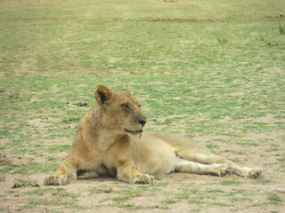Fototapeta na wymiar Lioness lying in grass in South Luangwa National Park, Zambia