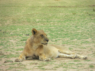 Lioness lying in grass in South Luangwa National Park, Zambia