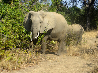 African Elephants in South Luangwa National Park, Zambia