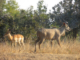 Naklejka na ściany i meble Impala and Kudu males right next to each other in South Luangwa National Park, Zambia