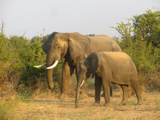 Fototapeta na wymiar Elephant mother with calf in South Luangwa National Park, Zambia