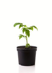 Young seedlings of tomato isolated on a white background. Ecological home growing of tomato seedlings in winter and early spring