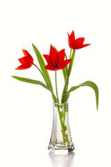 Bouquet of red tulips in a glass vase isolated on a white background