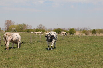a dutch rural landscape with a herd of cows in a big green meadow in a nature reserve in springtime