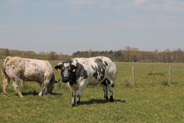 big double muscled cows are grazing in a green meadow in the countryside in springtime