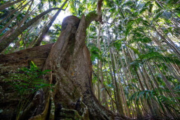 Palm grove section of the Tamborine National park, Queensland, Australia