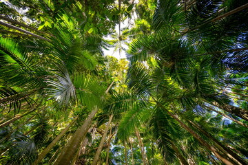 Fototapeta na wymiar Palm grove section of the Tamborine National park, Queensland, Australia