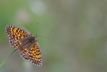 Papillon avec les ailes déployées