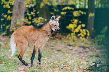 Maned wolf walking around in a reserve for species conservation 