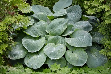 Majestic hosta with blue leaves 