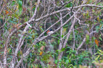 Burmese shrike (Lanius collurioides) at Tiwari Gaon, Mishmi Hills, Arunachal Pradesh, India