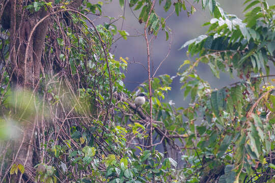Burmese shrike (Lanius collurioides) at Tiwari Gaon, Mishmi Hills, Arunachal Pradesh, India