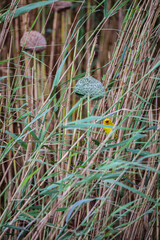 Birds Nesting