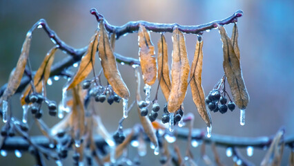 Icicles on the ice branches of a linden tree. season of temperature changes and winter weather in autumn