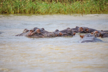 Hippo Safari