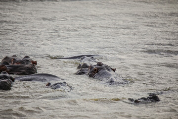 Fototapeta premium Hippo Safari