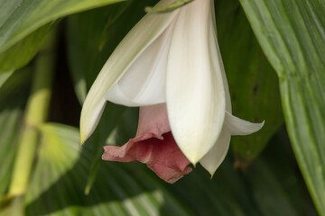 White flower in a garden