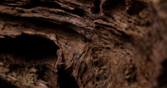 old snag. aged wood texture. driftwood closeup. macro shot.