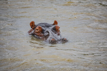 Fototapeta premium Hippo Safari