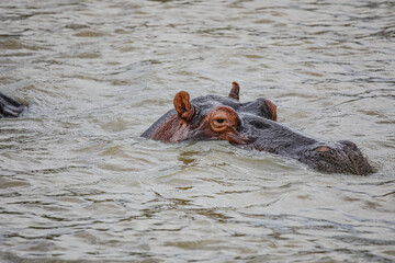 Fototapeta premium Hippo Safari
