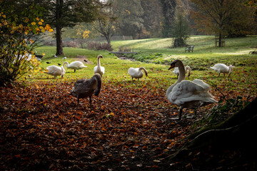 łabędzie w parku jesienia © Mariusz