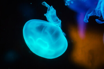 Beautiful Jellyfish drifting at the sea life Aquarium in Sydney Australia