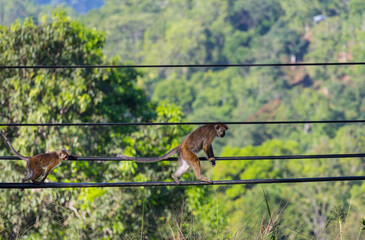 Monkey on Sri Lanka