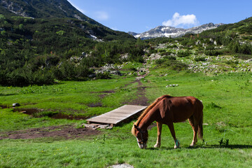 Horse on green grass on hiking trail near Vihren Hut in Bulgarian Pirin mountains, the starting point to many hikes in Pirin National Park near Bansko town.