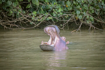 Hippo Safari