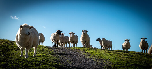 owce na łące