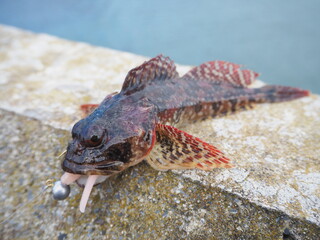 カジカ釣れました、小さいのでリリースします。