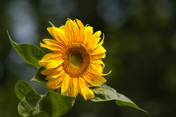 Obraz premium Sunflower against an out of focus dark background